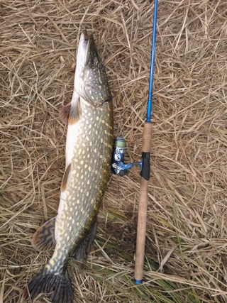 Northern Pike