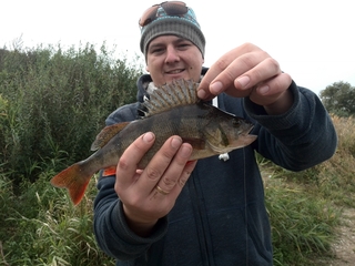 Eurasian perch