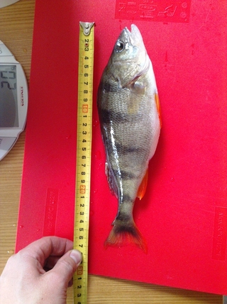 Eurasian perch