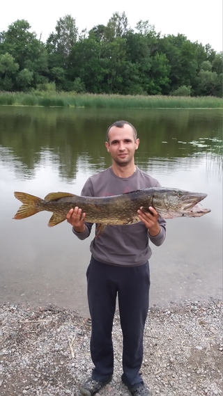 Northern Pike