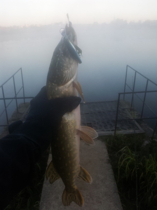 Northern Pike
