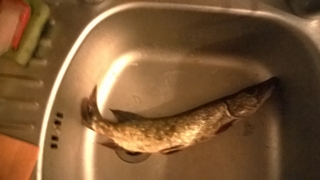 Northern Pike
