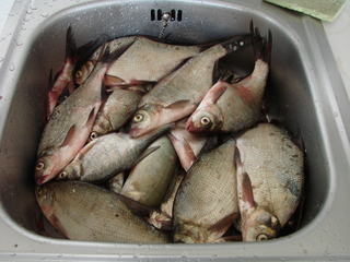 Silver Bream