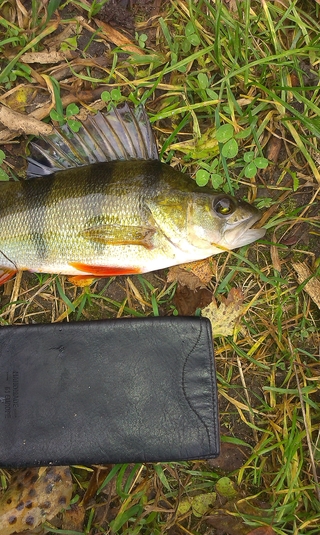 Eurasian perch