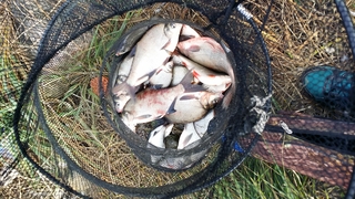 Carp bream