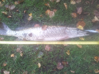 Northern Pike