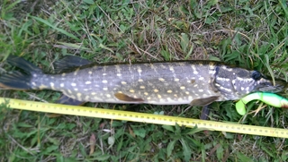Northern Pike
