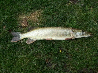 Northern Pike