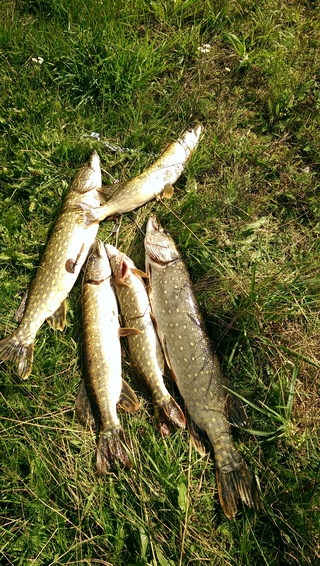 Northern Pike