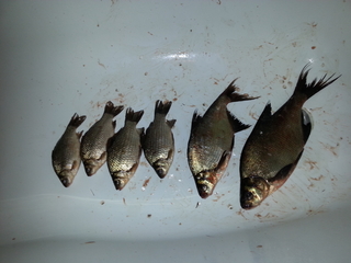 Carp bream