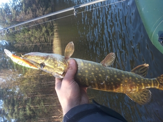 Northern Pike