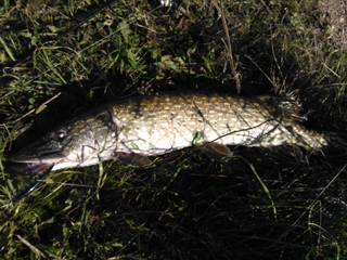 Northern Pike