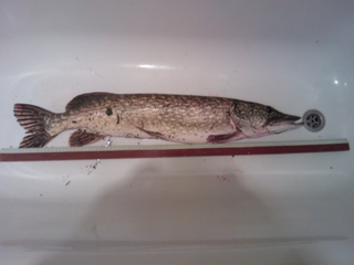 Northern Pike