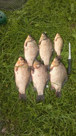 Crucian carp