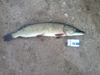 Northern Pike