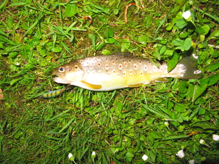 Brown Trout