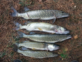 Northern Pike
