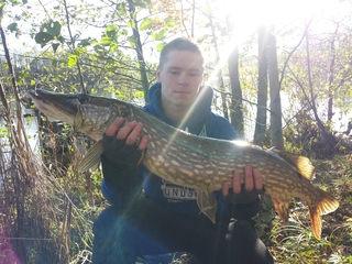 Northern Pike