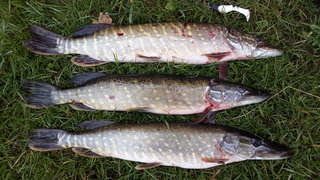 Northern Pike