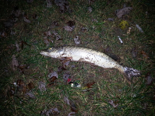 Northern Pike