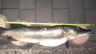 Northern Pike