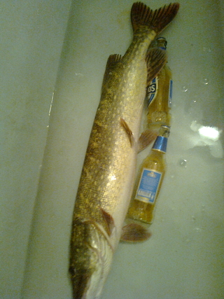 Northern Pike