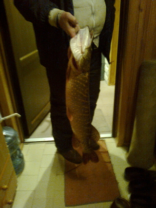Northern Pike