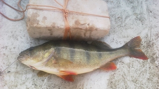 Eurasian perch