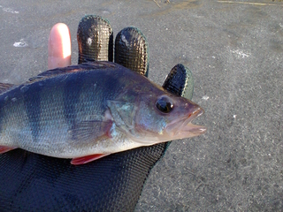 Eurasian perch