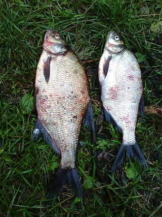 Carp bream