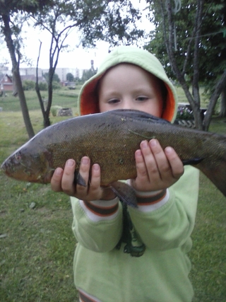 Tench