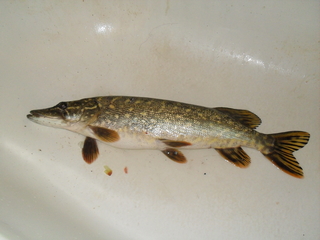 Northern Pike