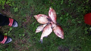 Carp bream