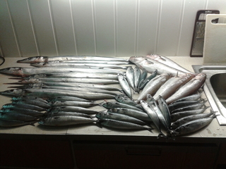 Garfish