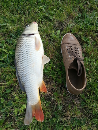 Carp