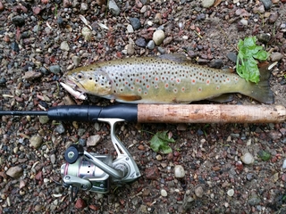 Brown Trout