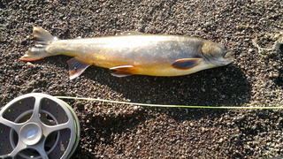 Brown Trout