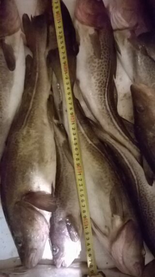 Atlantic cod , cought at 11/29/2014 - information about the catch ...