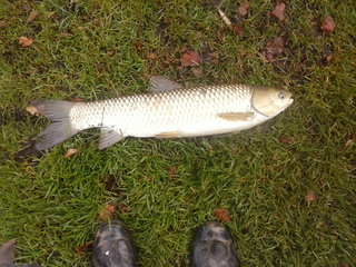 Grass carp
