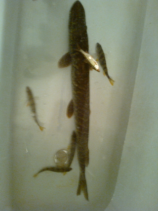 Northern Pike