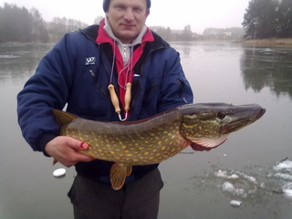Northern Pike