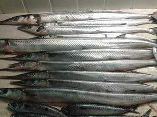 Garfish