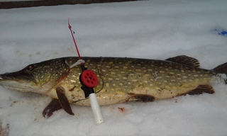Northern Pike