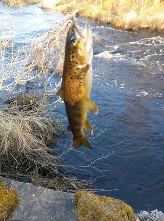 Brook Trout