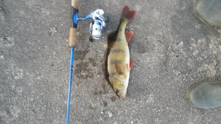 Eurasian perch