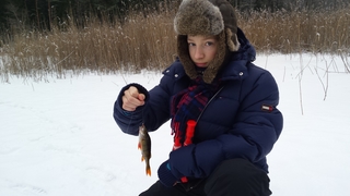 Eurasian perch