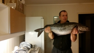 Three bar porcupinefish
