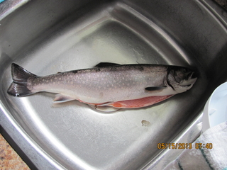 Brook Trout