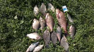 Carp bream