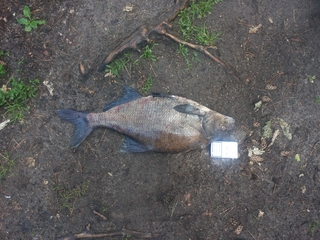 Carp bream